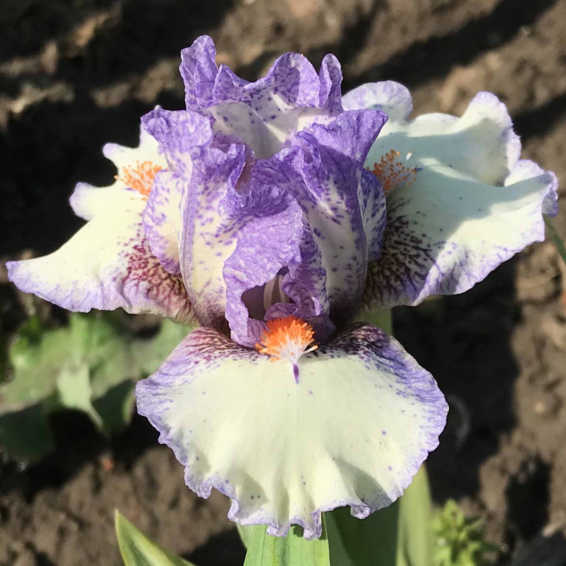 SWEET BABY GIRL .jpg